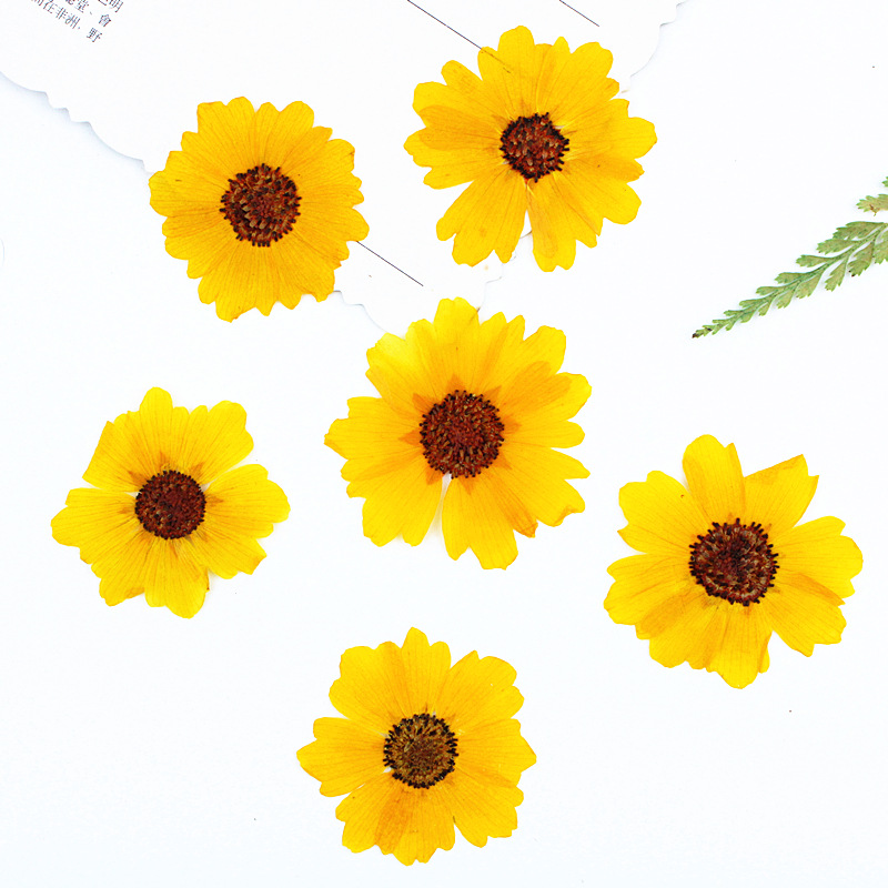 24pcs,Natural Chrysanthemum Re - Dried Flower Bookmark 评论和价格
