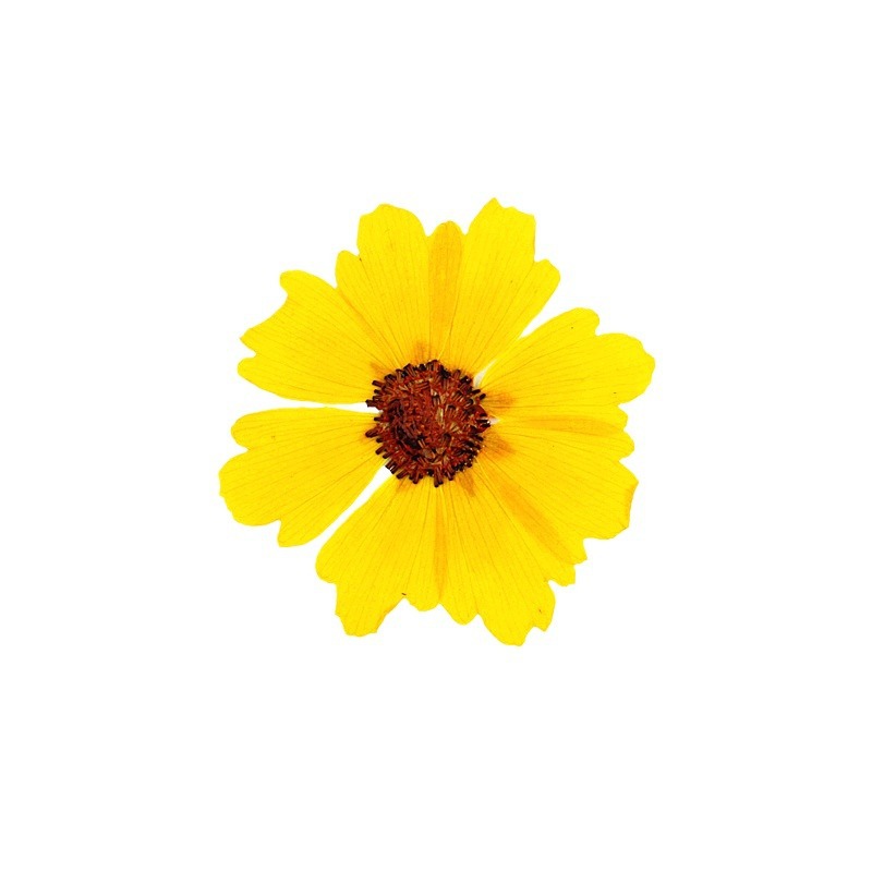 24pcs,Natural Chrysanthemum Re - Dried Flower Bookmark 评论和价格