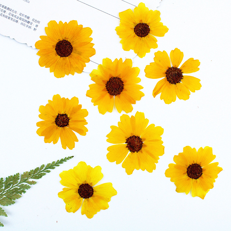 24pcs,Natural Chrysanthemum Re - Dried Flower Bookmark 评论和价格