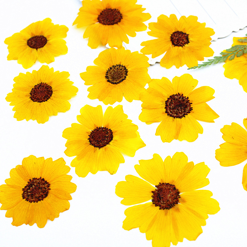 24pcs,Natural Chrysanthemum Re - Dried Flower Bookmark 评论和价格